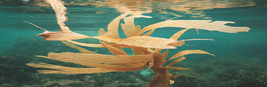 Seacell™